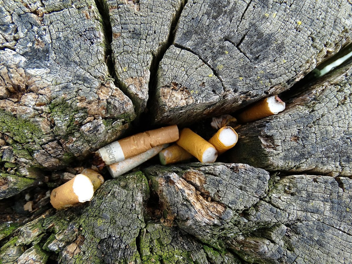 Wer bei einem #WorldCleanUpDay mitgemacht hat, kennt es aus eigener Erfahrung: Achtlos weggeworfene #Zigarettenkippen sind ein omnipräsenter Fluch - hochgiftig und mit #microplastic zudem...
https://t.co/rVU4LN3v9w https://t.co/R1KPmsJLHY