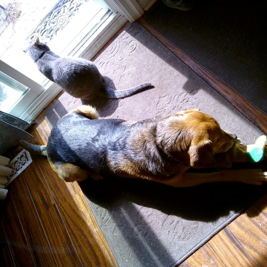 Peaceful coexistence. ❤️ https://t.co/K7XUsJUXwF https://t.co/yMMblO8e6R