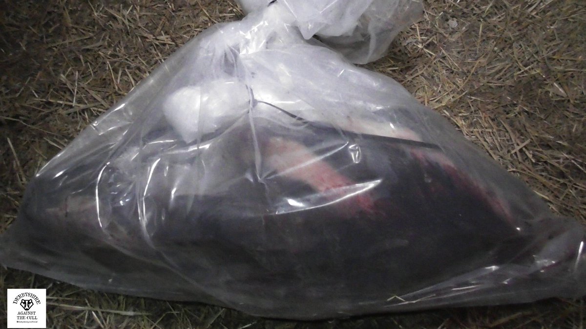 dominic dyer tweet media