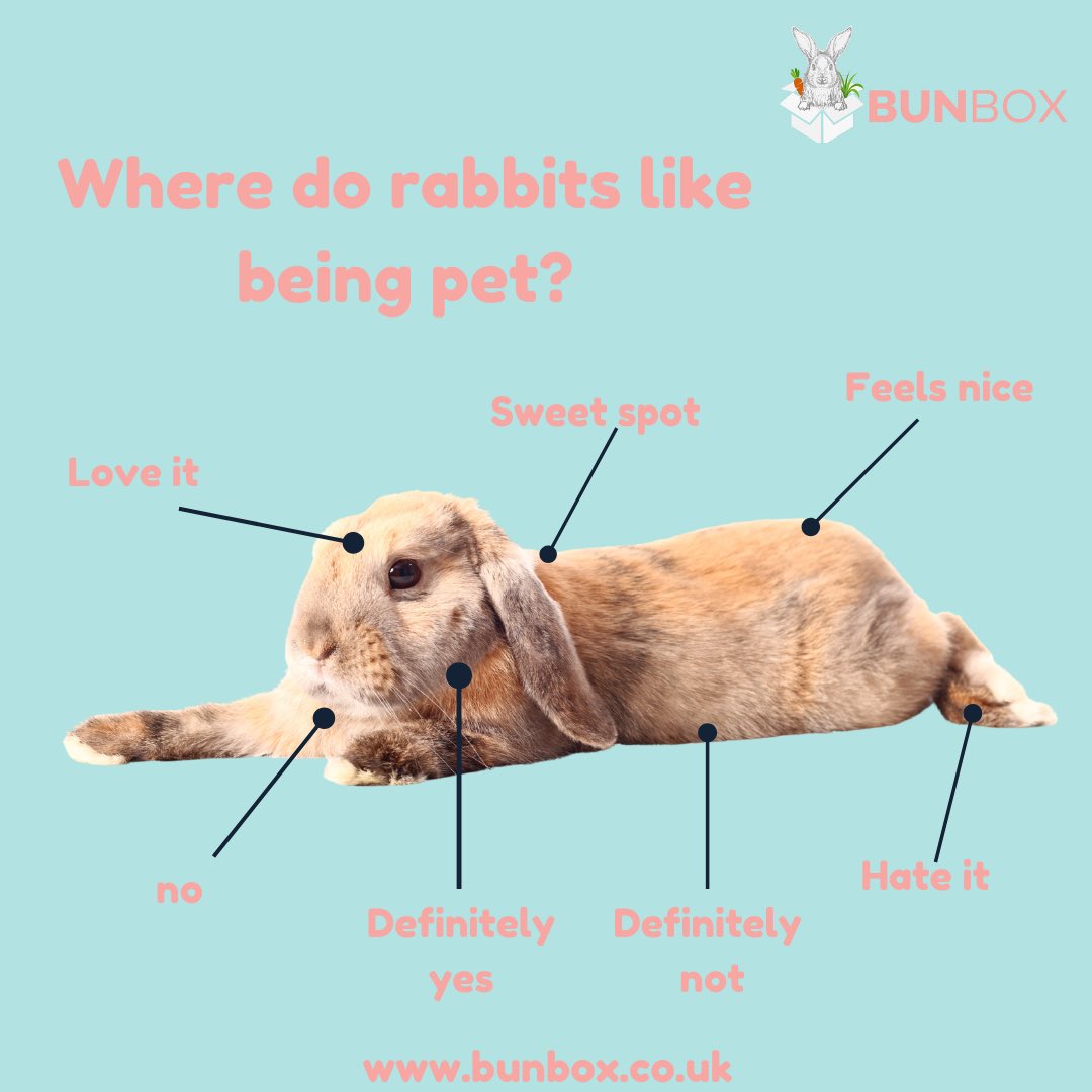 bunbox4's tweet photo. Hoppy Tuesday! 

How accurate is this for your buns?

Dusty’s favourite is definitely a cheek rub! 

#bunbox #minilops #miniloprabbit https://t.co/3y5psvNTeh