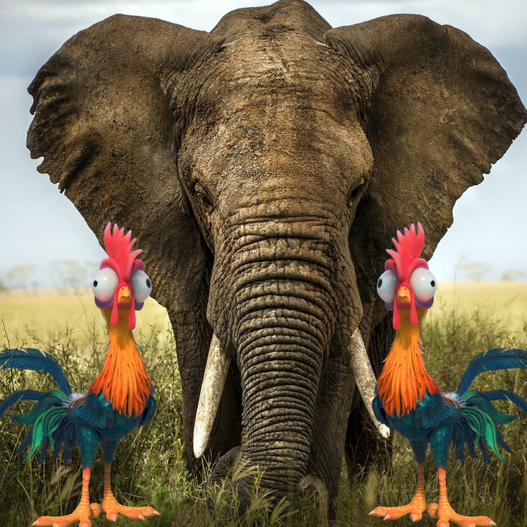 NBiggleswade's tweet photo. How many chickens do you think it would take to kill an elephant (hypothetically... don’t kill elephants) 🐓🐘 #questionoftheday https://t.co/R113BuRb86