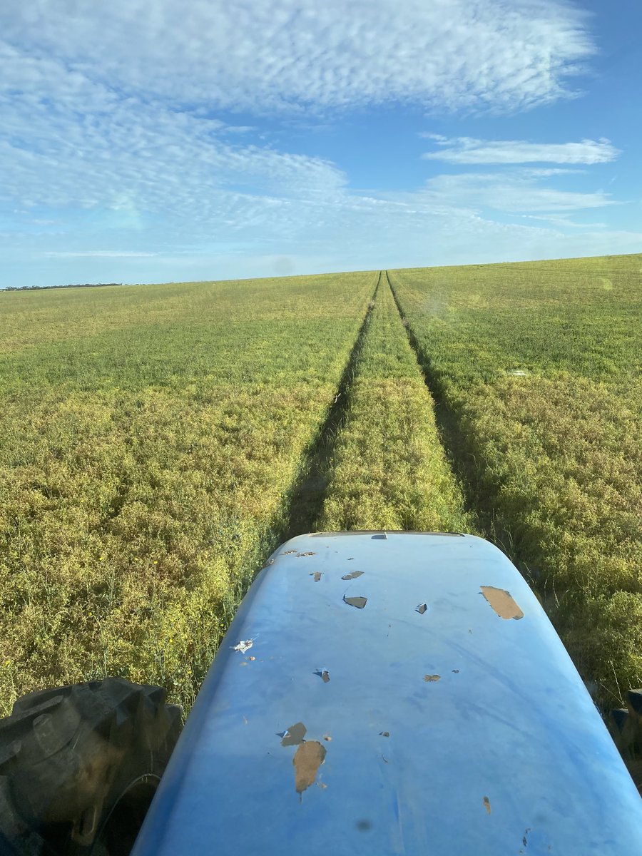Don’t get to see trace element responses like this everyday. Patch is untreated and had much less biomass and delayed maturity. ZnMnCuMo