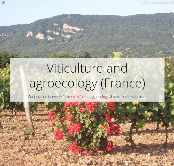 ProjectUniseco's tweet image. At #EURegionsWeek session on regional living labs for #agroecology @MarionGuilcher presented a use case from 🇫🇷. @EU_H2020  #ProjectUniseco 🇫🇷 case study focuses on cooperation between farmers to foster agroecological practices in 🍇viticulture👉bit.ly/2Hp2V4U