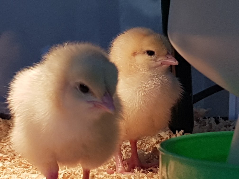 We have some visitors staying with kindergarten! We love our new fluffy friends 🐥❤️ #learning #is #fun #science #livingthings #chickens #edutwitter #school #autumnvibes #education