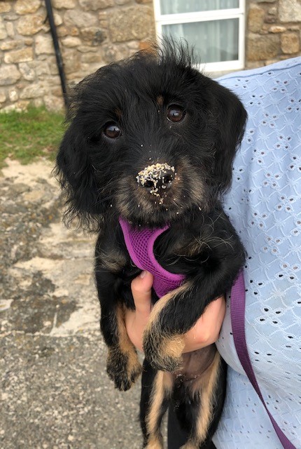 FerneAnimalSanc's tweet photo. A huge CONGRATULATIONS to all the winners in our online #Dog #Competition, this was not easy to judge, the competition was very steep! For our 1st, 2nd, 3rd place winners, have a look here: https://t.co/57xqtGjGc0 https://t.co/8AZubbNe2N