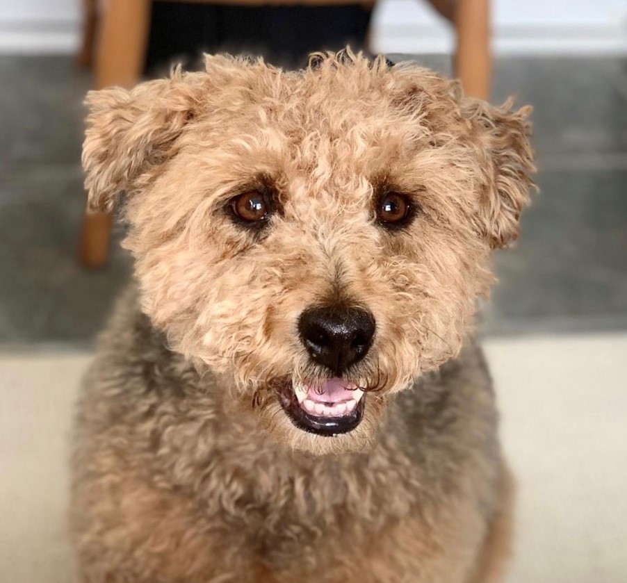 FerneAnimalSanc's tweet photo. A huge CONGRATULATIONS to all the winners in our online #Dog #Competition, this was not easy to judge, the competition was very steep! For our 1st, 2nd, 3rd place winners, have a look here: https://t.co/57xqtGjGc0 https://t.co/8AZubbNe2N