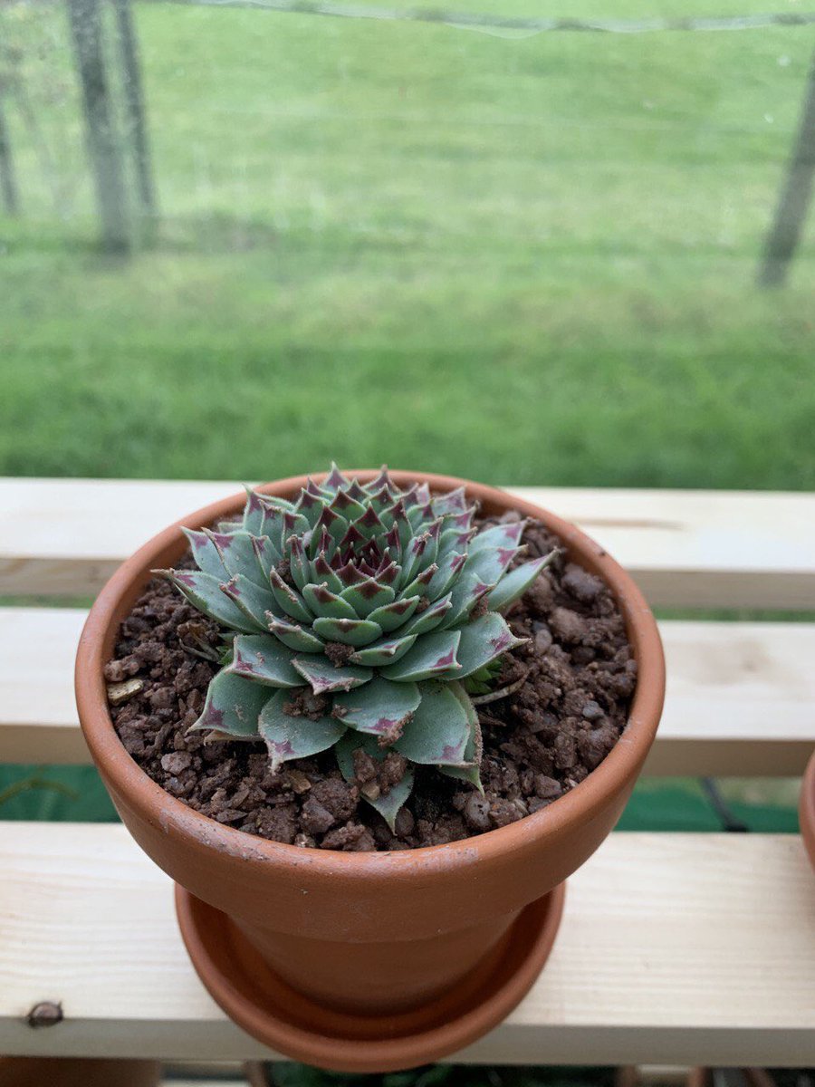 Succulents gift trio ready for sale with terracotta pots all enjoying the open view from our glass house #Christmas