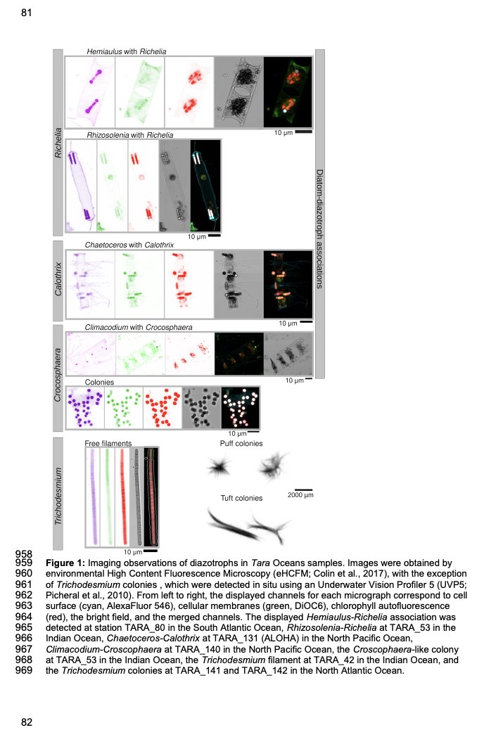 AMRI Researcher, Rachel A Foster, with colleagues from Chris Bowler Lab report on a global snapshot of diazotrophy by matching N2 fixer sequences to cells in the Tara oceans gene and image catalogues. Check out the preprint. biorxiv.org/content/10.110….  .