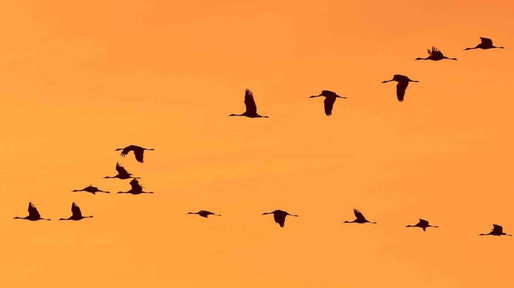 Hay miles de turistas que están llegando a #Extremadura desde el norte de Europa. 😯

Pero son unos turistas un poco especiales: vuelan y duermen en la dehesa. 🤔

¡En #PlanVE te contamos cuáles son los mejores lugares para ver las grullas! 😜

➡️ planvex.es/web/2020/10/gr…