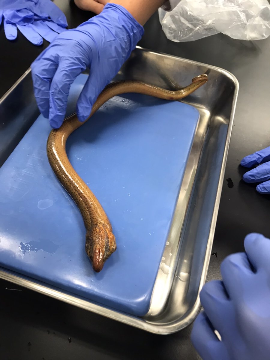 多摩科学技術高校 科学研究部 生物班 Tkg Seibutsuhan Twitter 多摩科学技術高校 科学研究部 生物班 Tkg Seibutsuhan Twitter