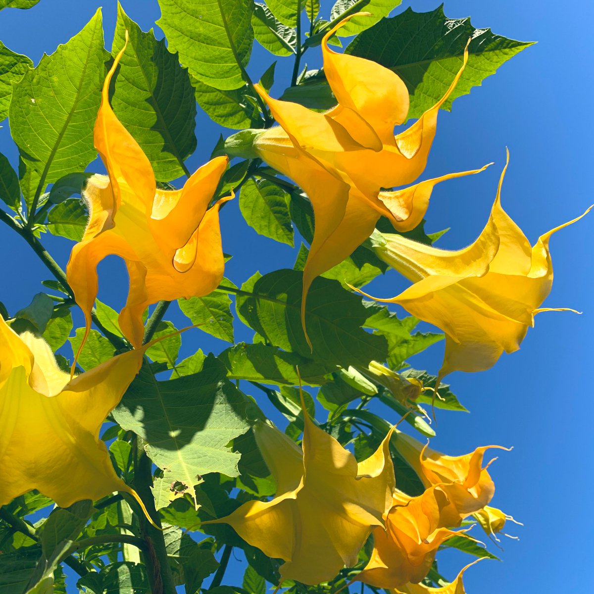 ブルグマンシア