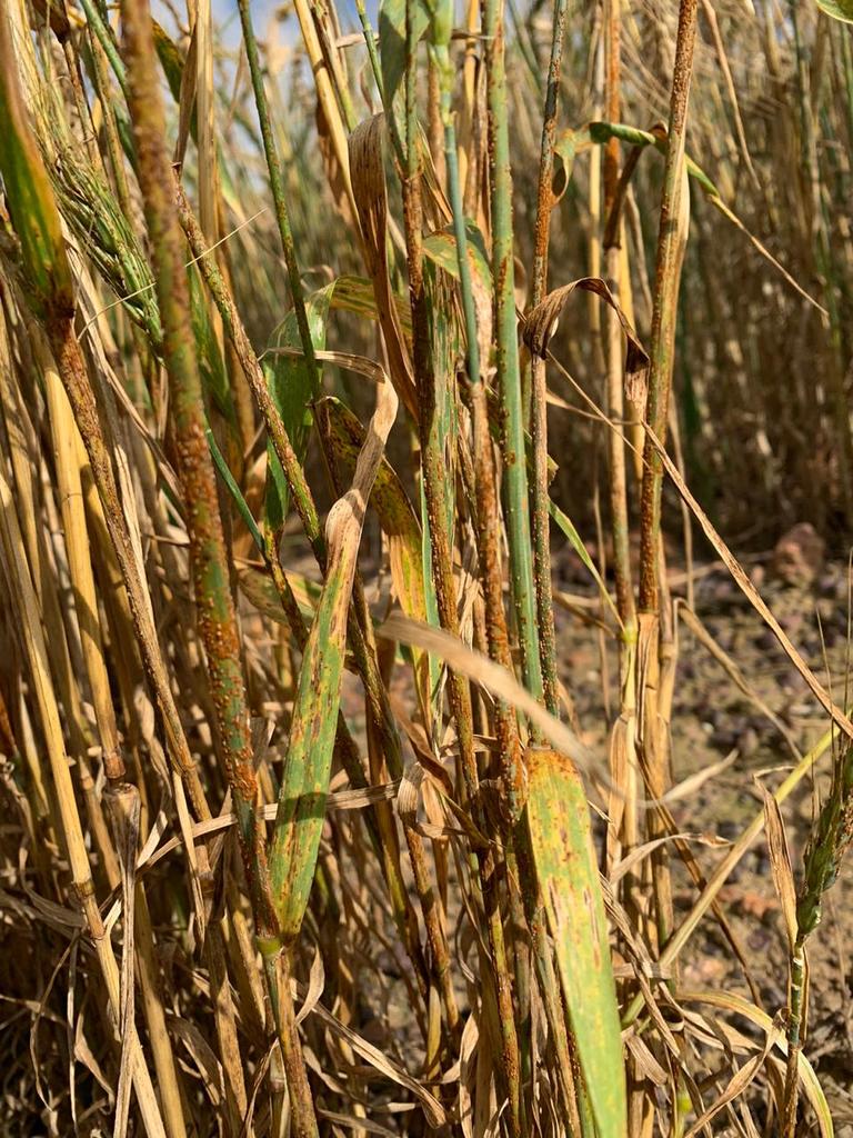 PretoriusZak's tweet image. Stem rust infection of commercial wheat fields in the southern Cape, South Africa
#stemrust #puccinia