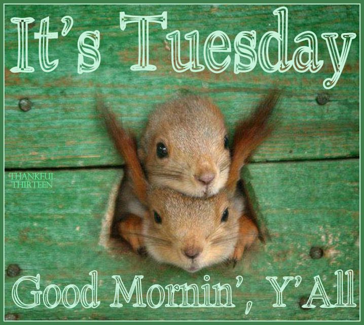 CartersCollecta's tweet photo. #TuesdayMotivation
#StaySafe #staypositive
#SemiShielding
Up v late to the plate!!
Theme: #Tchotchke
Priorities:
Ebay & website work
Photo editing (possibly)
Stuck for #GiftIdeas?
See our #Antique / #Vintage / #Collectables website for inspiration
https://t.co/NPLKhylSAj https://t.co/jA8H1NoFXy
