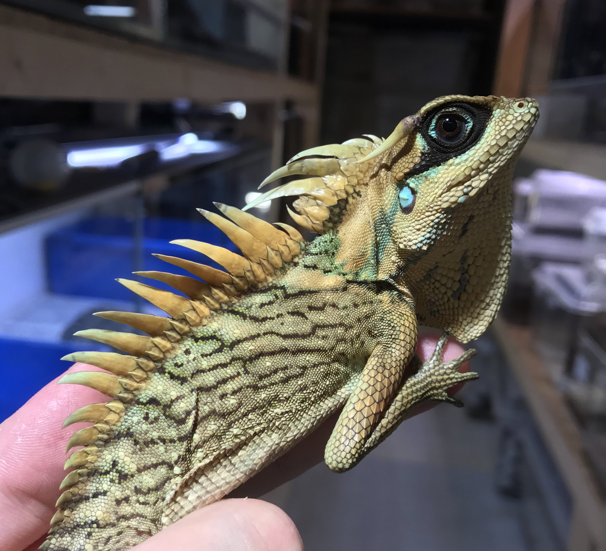 トロピカル ジェム スタッフ ナタリアクシトカゲ カッコイイ そして美しい 飼い込んで更に綺麗な発色を楽しんで下さい T Co Fu0poghjx3 Twitter トロピカル ジェム スタッフ ナタリアクシトカゲ カッコイイ そして美しい 飼い込んで更に綺麗な発色を楽しんで下さい T Co Fu0poghjx3 Twitter