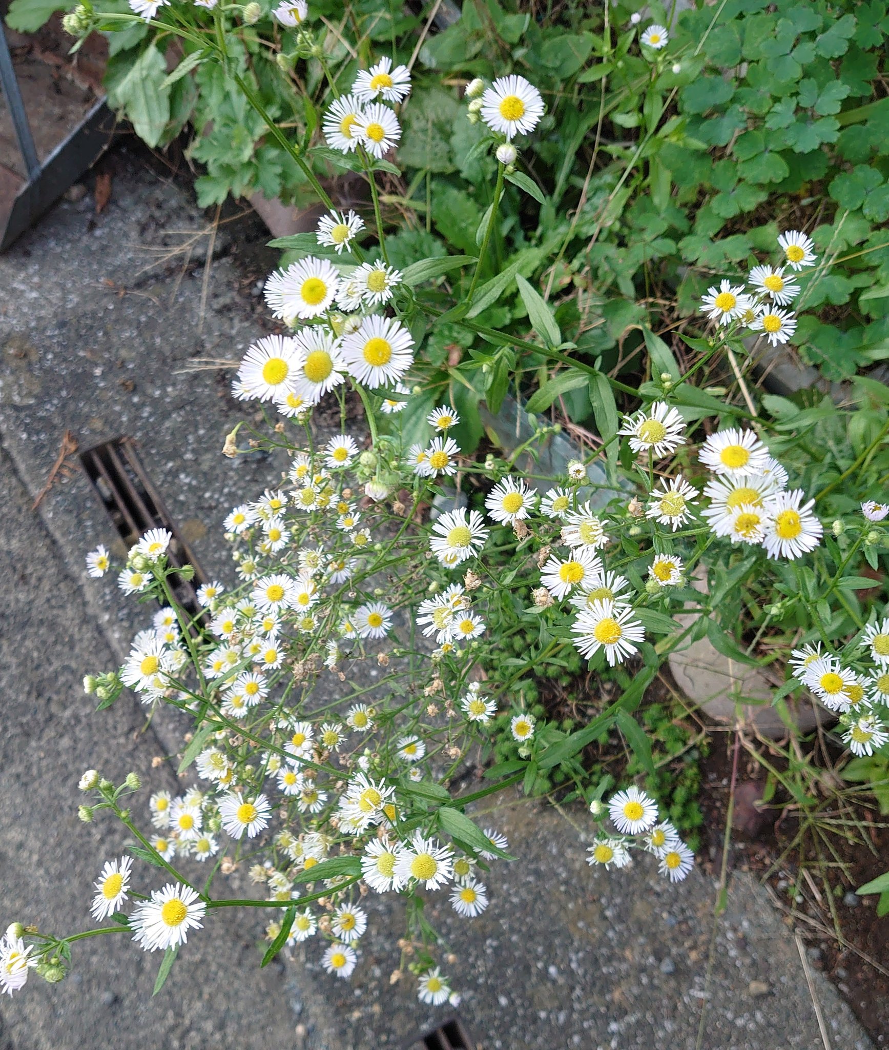 こすみ よく見るこの花 子供の頃 貧乏草って呼んでたけど なんでだろ ੭ ᐕ 貧乏草 T Co Qw0zdszi24 Twitter