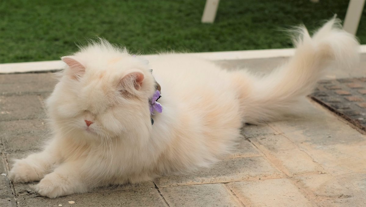 Action stations!
There's a bug zombie to be had and I'm totally on it.
#zshq #catsoftwitter https://t.co/eozDF7amg7