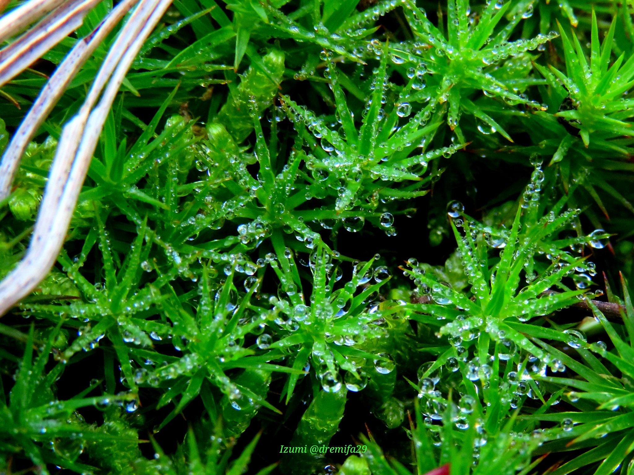 いずみ 杉苔と 松の赤ちゃん どちらも 大きくなあれ スギゴケ 松 苔 T Co 9wo8wdhhrh Twitter