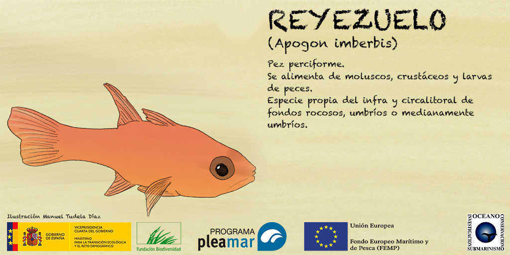 ReservasMarinas's tweet image. #faunareservada Reyezuelo (Apogon imberbis) Pez de cuerpo redondeado de color rojo anaranjado. Reproducción ovípara. El macho guarda los huevos en la boca hasta que eclosionan (después de 8 días), momento en que los escupe fuera @garantiadefuturo@ReservasMarinas #ProgramaPleamar