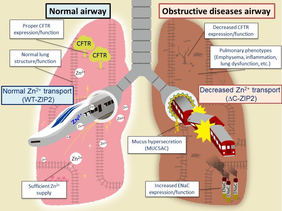7. An ex-vivo model of chronic obstructive pulmonary disease (COPD) showed that decreasing zinc levels raised the leakage of the epithelium of the respiratory tract.  https://pubmed.ncbi.nlm.nih.gov/29255357/ 