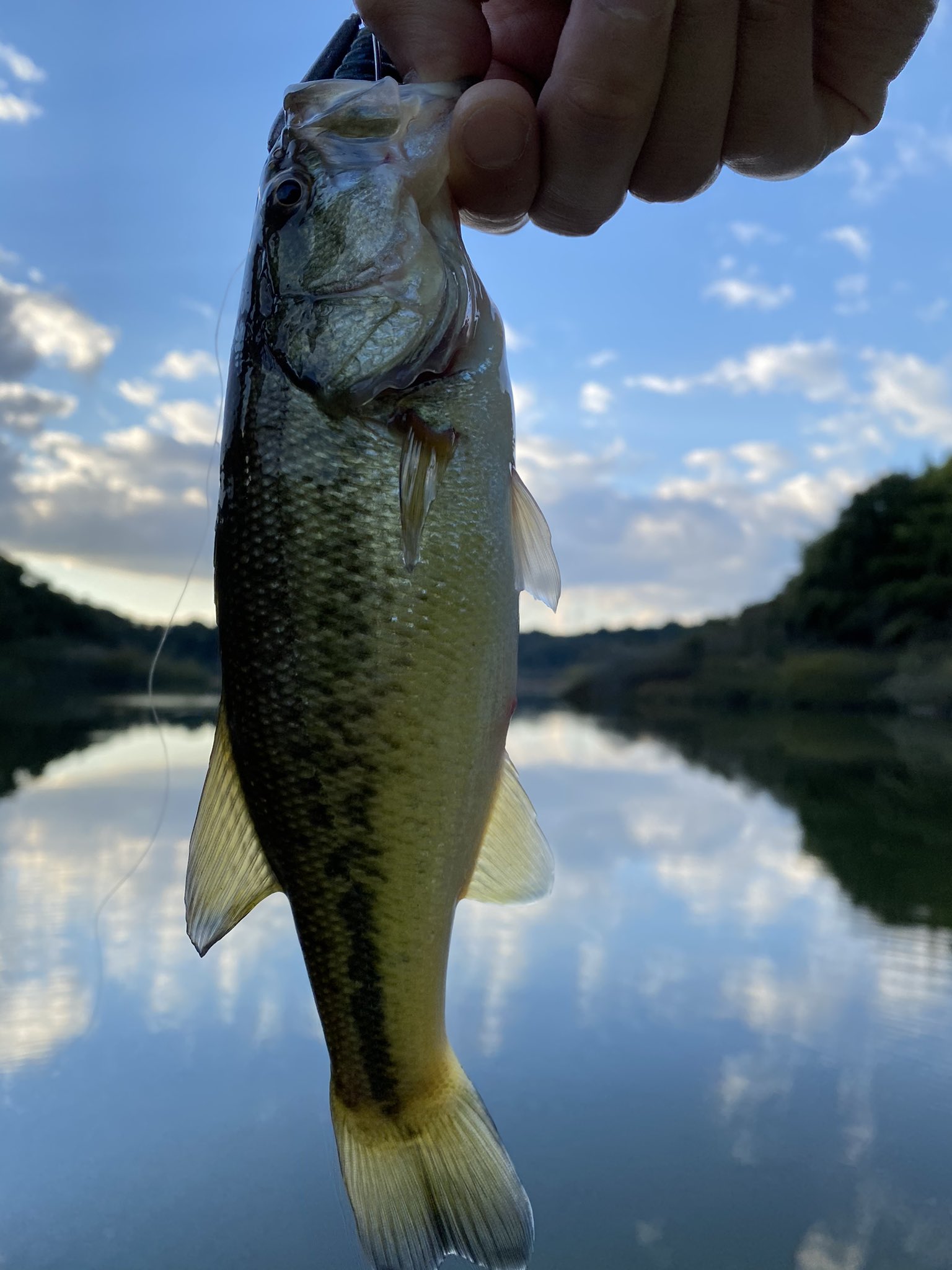 パブロパパ258 福島バス釣り 本日は三春ダムでした フリーリグに反応してくれました 夕方は段々寒くなるの早くなりました 明日もどこかに行こうかな バス釣り 三春ダム 福島 フリーリグ T Co 1xress36di Twitter