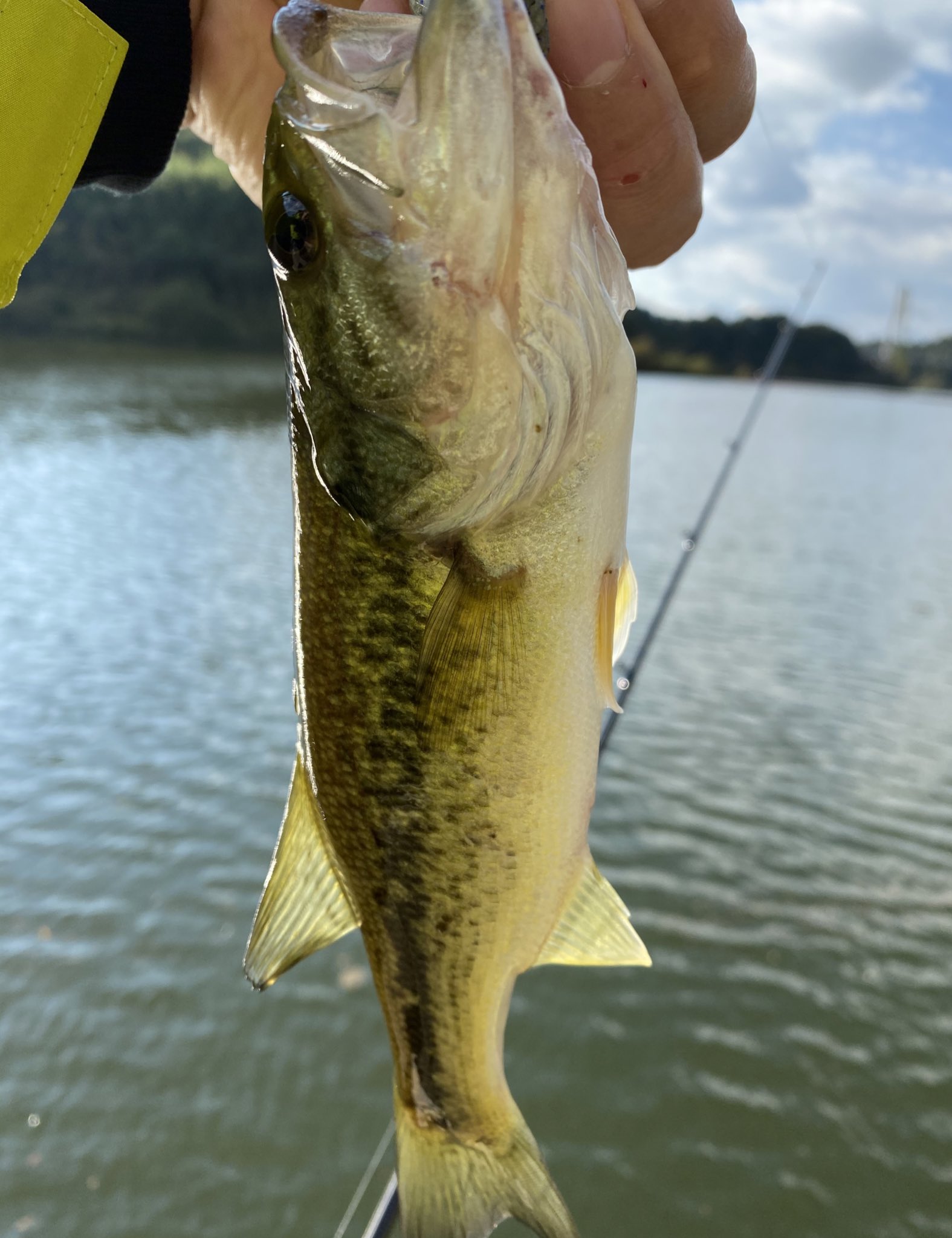 パブロパパ258 福島バス釣り 本日は三春ダムでした フリーリグに反応してくれました 夕方は段々寒くなるの早くなりました 明日もどこかに行こうかな バス釣り 三春ダム 福島 フリーリグ T Co 1xress36di Twitter