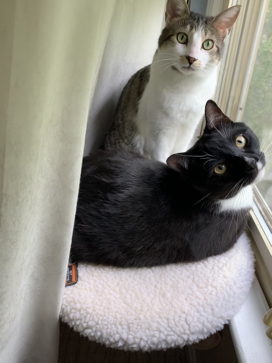 It’s spirit week, Sharks! LET GOOOO! Students, tag me in your Spirit Week photos! Today’s Spirit day is “bring your pet to zoom.” Enjoy this picture of Ava &amp; Z 😍 <a href="/colganhs/">Colgan High School</a> <a href="/colgan_sca/">Colgan SCA</a> #gosharks