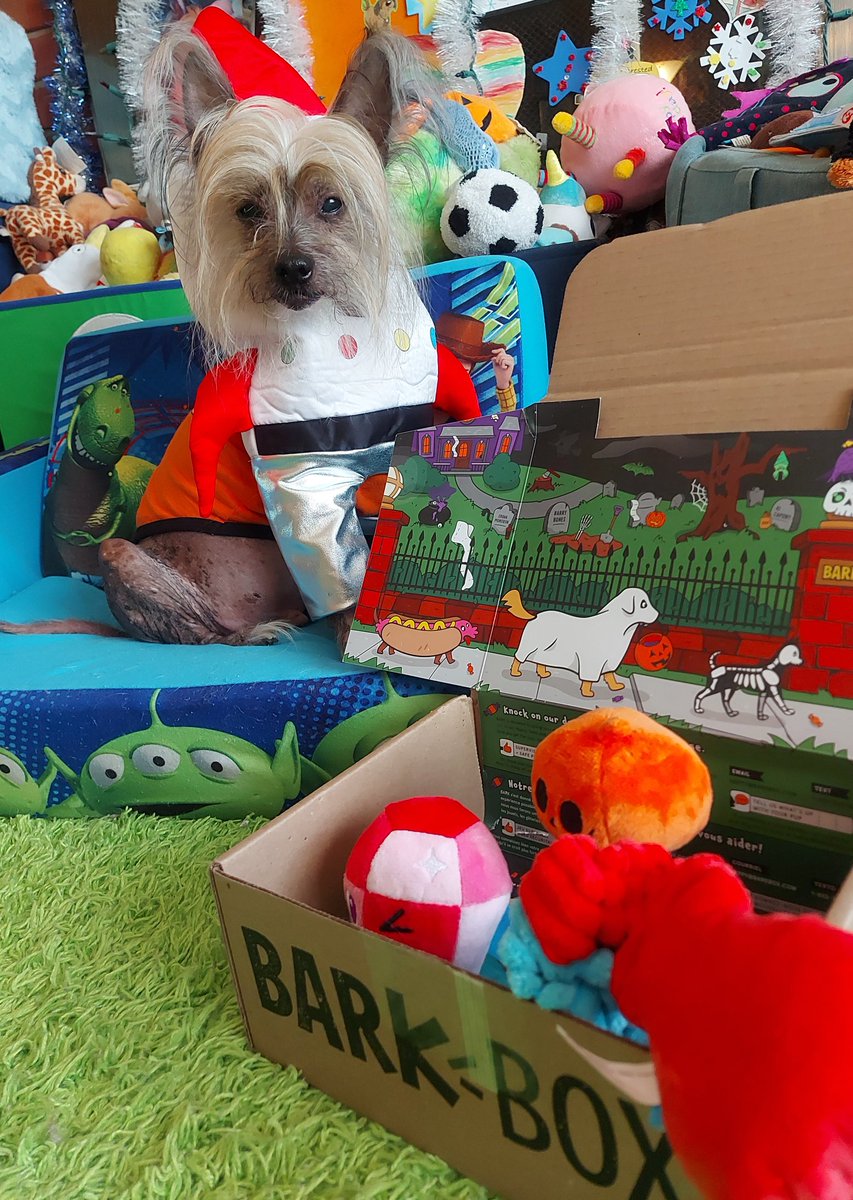 HairyJunebugs's tweet photo. Oh my paws friends, my box got lost for a little while but it's finally here and it's #BarkBoxDay ❣ On #ToyCountTuesday no less. 😁 #LickOrTreat #ToyCountTuesdayLivesOn #MorninEveryone 🍑 @barkbox @bark https://t.co/ZdbCM6UElD