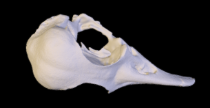 #NSUWorks #OAWeek pick: Kerstetter Fisheries &amp; Avian Ecology 3D Scan Series. In 3rd semester, @FishGuyDave guides students to find, prep, scan #Florida #fish &amp; #bird #crania &amp; publish with embedded Halmos Ocean. Library. nsuworks.nova.edu/cnso_scans/ <a href="/NSUFlorida/">Nova Southeastern U.</a> #experientiallearning