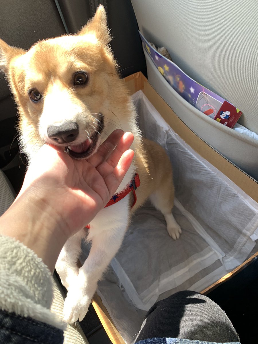 コーギー茶々丸と主様 Kaorix17 Twitter