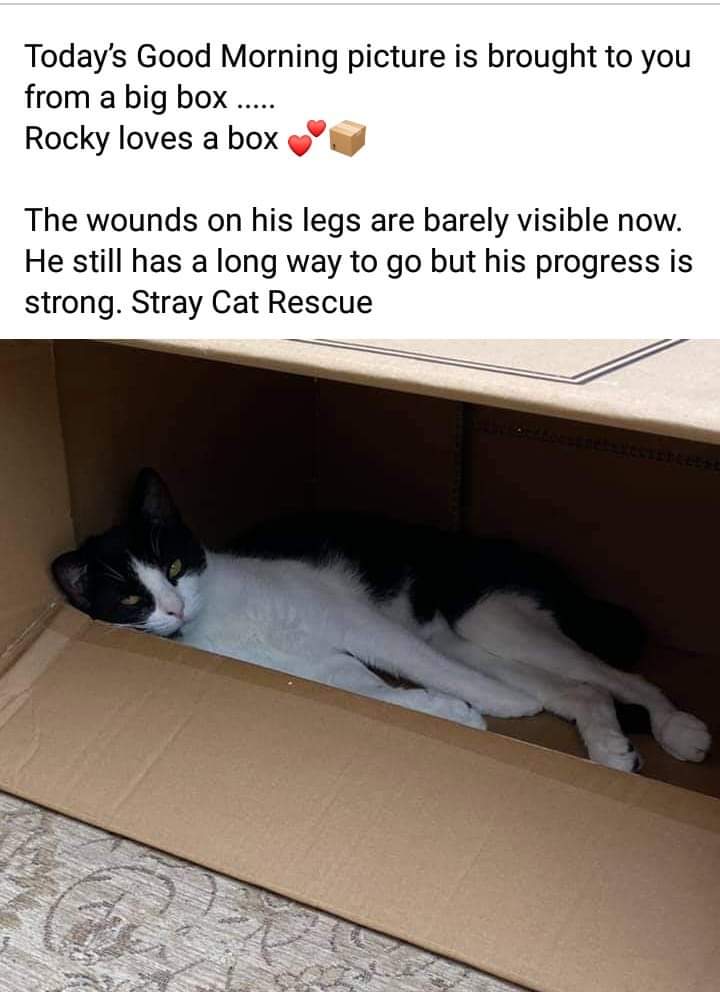 Stray Cat Rescue tweet media