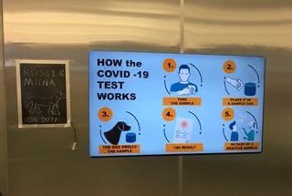 PaiviPeltokoski's tweet photo. I was tested negative by two #coronadogs upon arrival at the #Helsinki airport in #Finland. Later a medical test verified that the dogs were right. Well done Miina and Kössi! #COVID19 https://t.co/eDDmL3QaGo