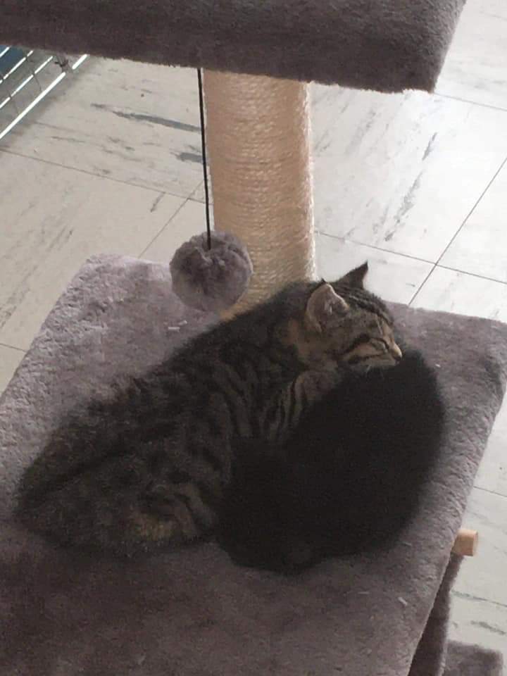 Stray Cat Rescue tweet media