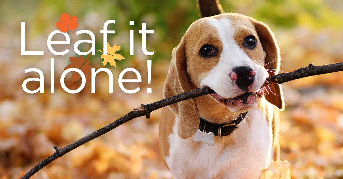 With fall comes changing leaves, and dogs love playing in freshly raked leaf piles. But what dangers might lurk beneath the leaves? bit.ly/3mMlQ9E