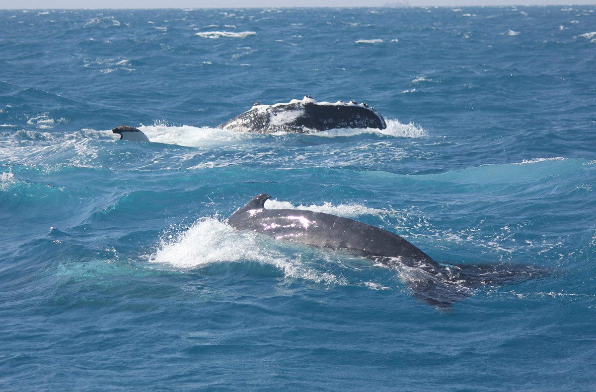MillsCharters's tweet image. A mother Humpback’s pectoral fin slapping sequence featuring her calf