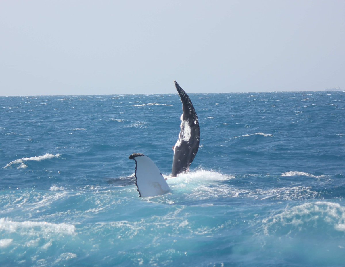 MillsCharters's tweet image. A mother Humpback’s pectoral fin slapping sequence featuring her calf
