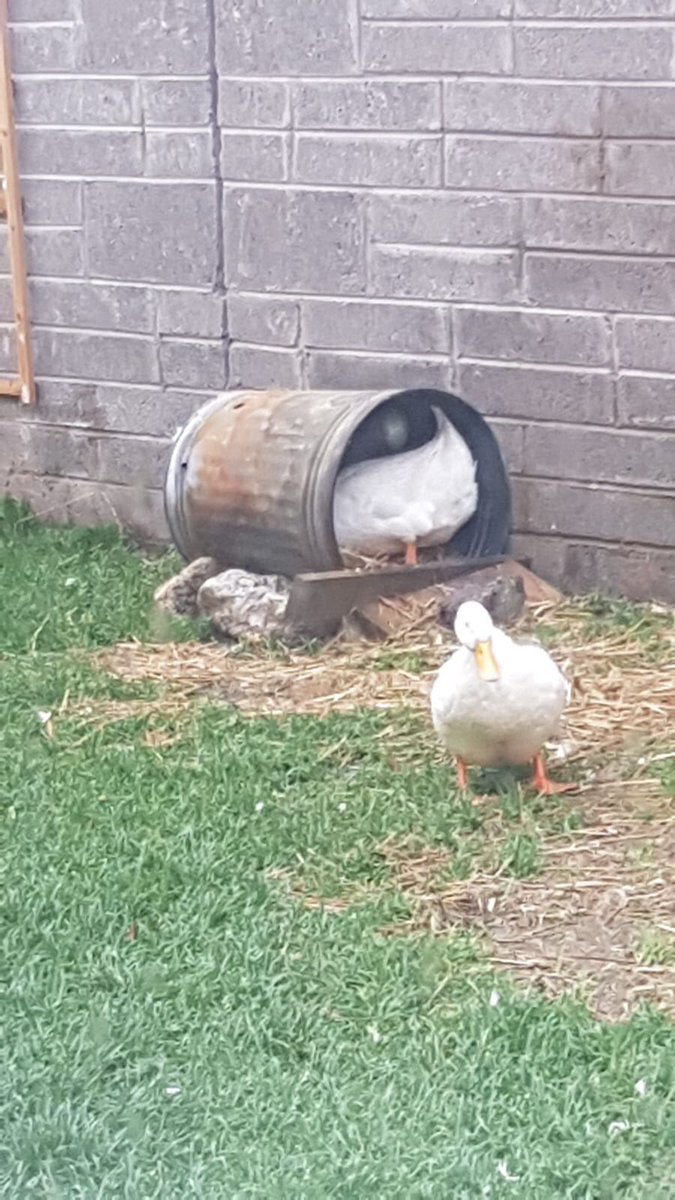 CamhsID's tweet photo. #duckupdate Perfect day for a splash #cork https://t.co/Dhqj02TvtY