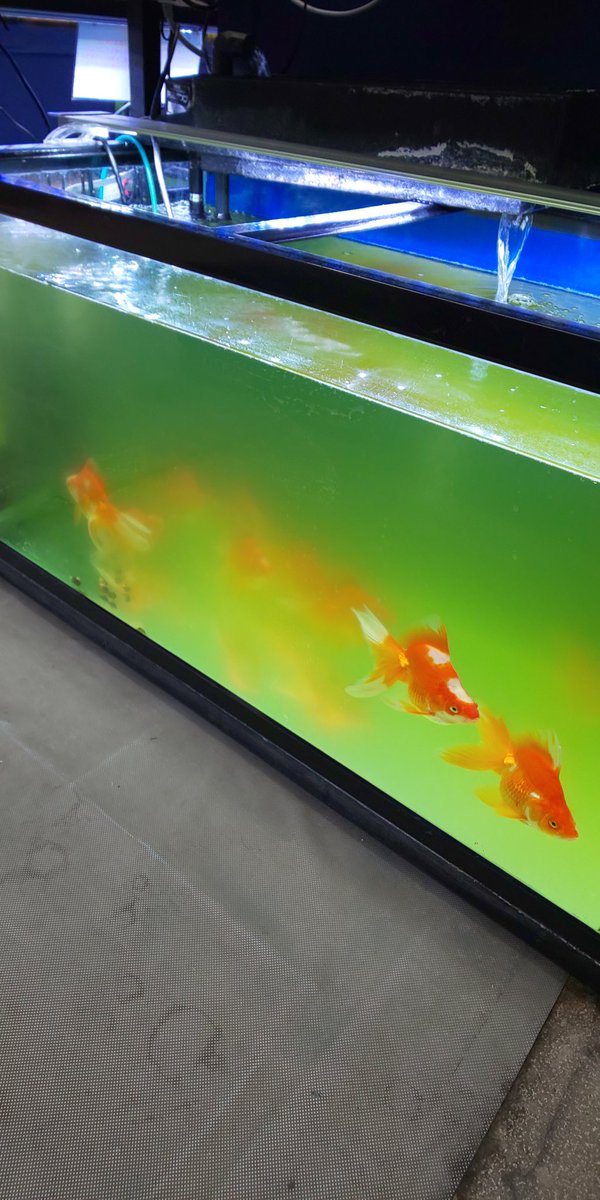 Twitter Da 青水 Etiketi