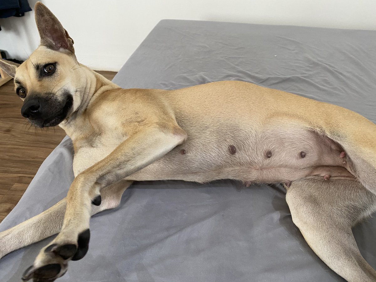 ぱせり 交配相手の雄犬 ベトナムのフーコック犬チャンピオン