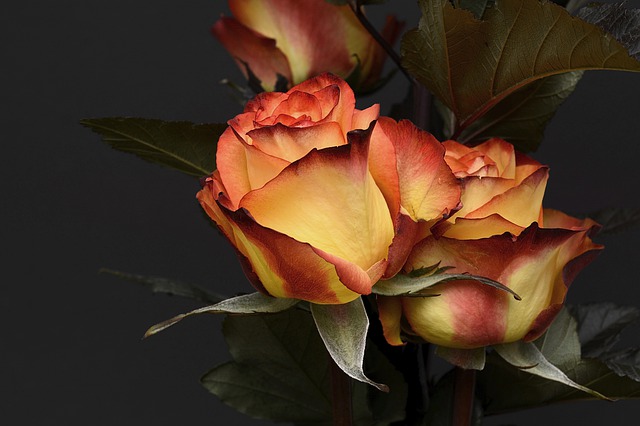 Roses are marvelous. No two are the exact same. The petals are so silky soft, yet the thorns can really hurt with a prick. All things have some beauty and also some darkness. Nothing and no one is perfect, but everyone has some marvelousness about them.
#roses #beauty #mindset https://t.co/4wI9rd3oX9