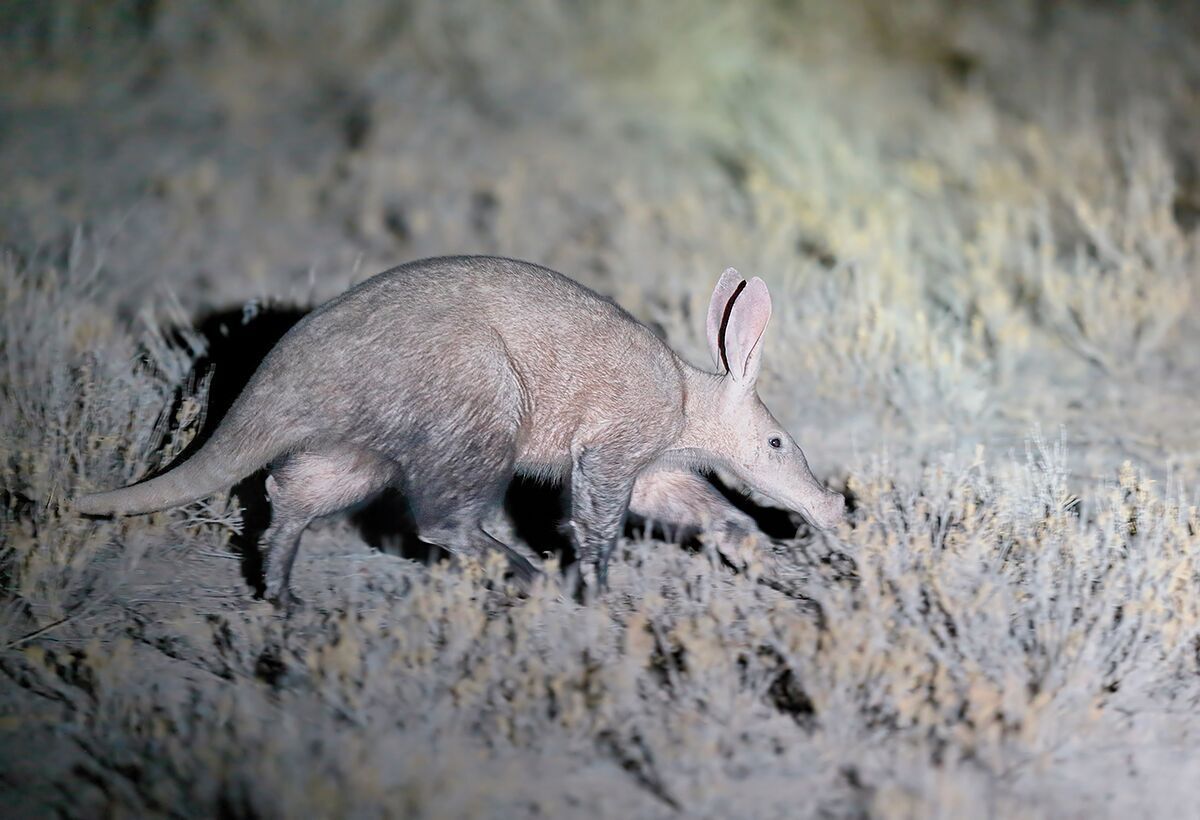 What is going on in the animal kingdom at night? Wildlife Trails and our clients don't stop our safaris at dinner. We go out again on night time walks or drives to see the beauty of the #nocturnal world with our own eyes! #Halloween #Aardvark #animals #Africa #NightShift #safari