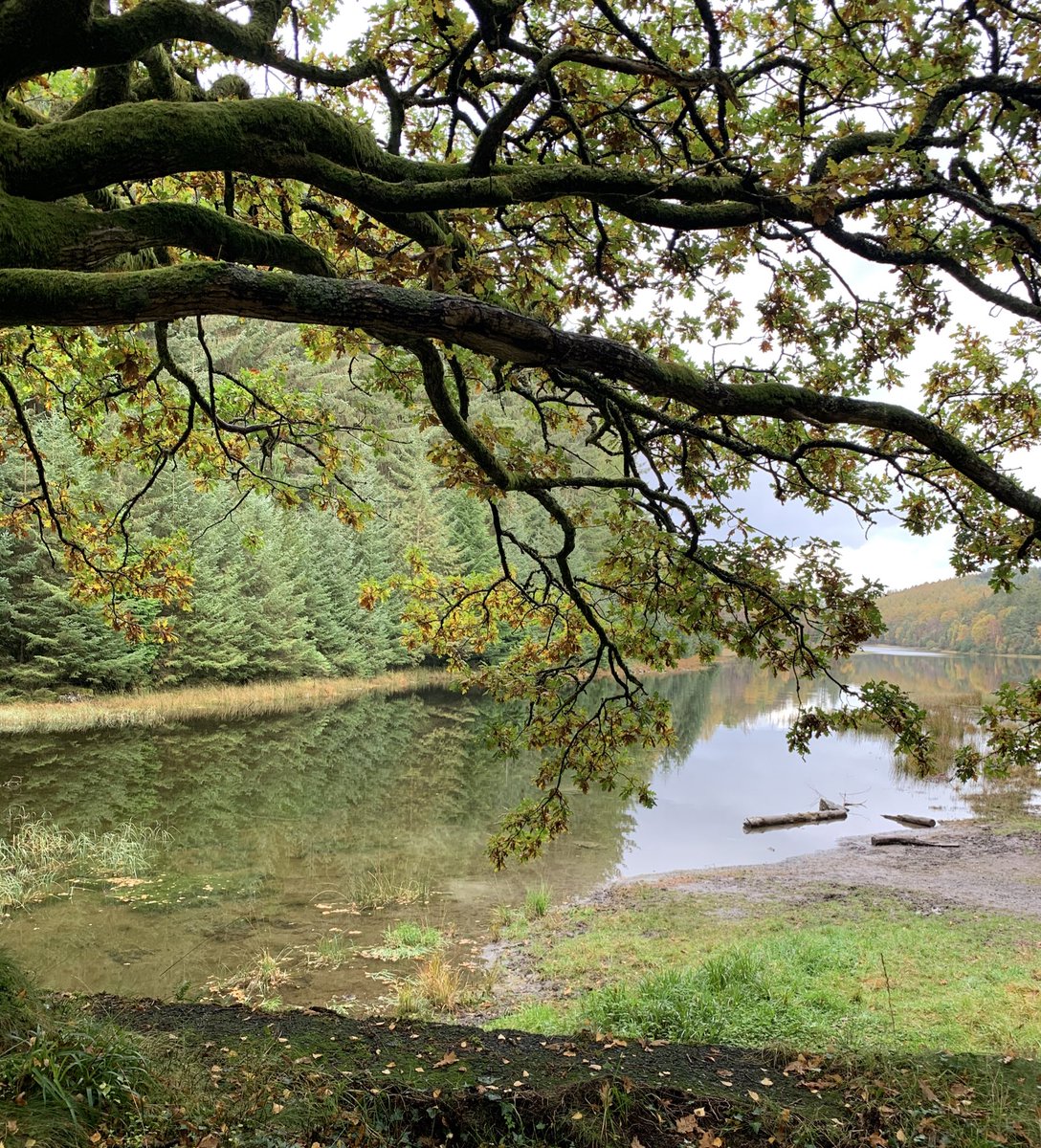 Loopsalot68's tweet image. Not been up here for a while and I’m so annoyed with myself! I won’t leave it as long next time 🐾#LlynParc #views #Trefiw #dogwalker #gwydir