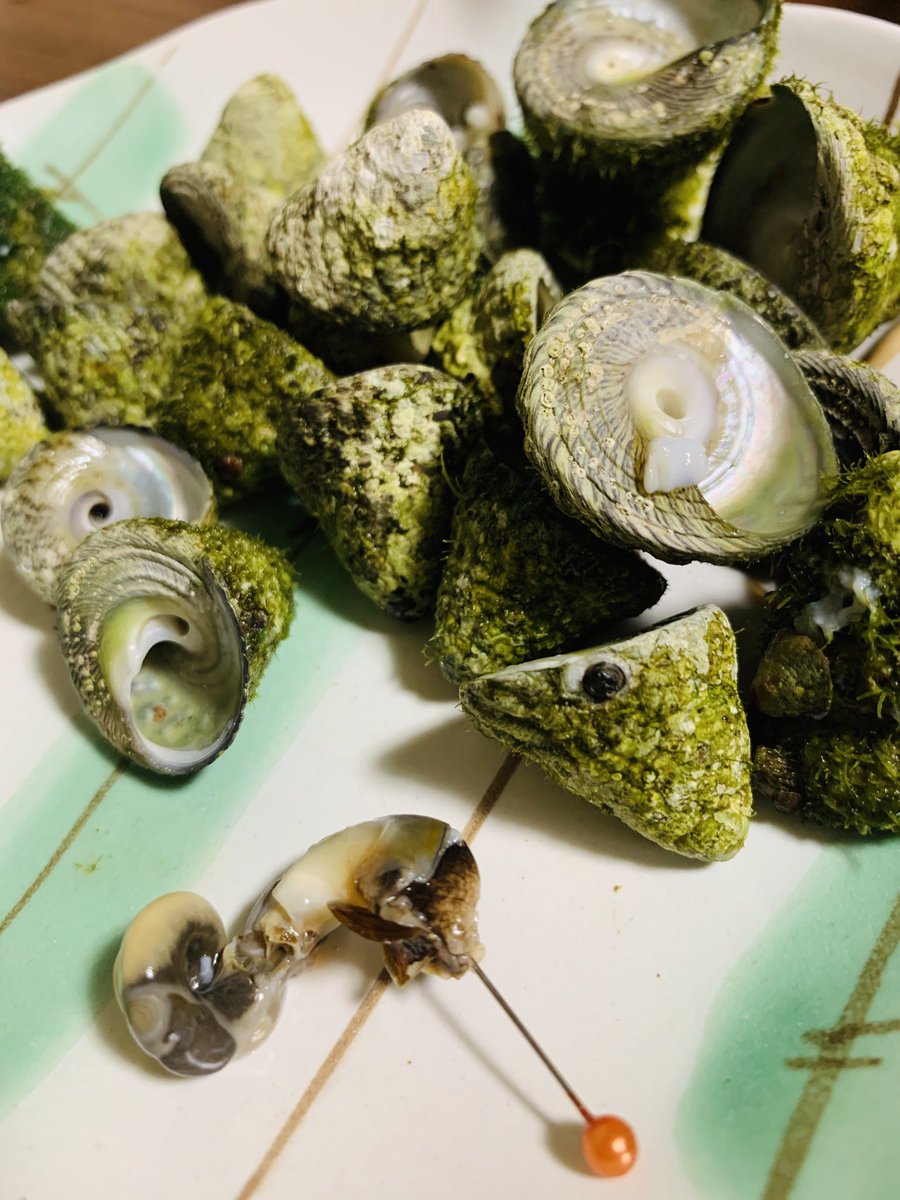 海風おねえさん シッタカ食べる時は爪楊枝は無理 まち針で食べるよー シッタカ 海風おねえさん シッタカ食べる時は爪楊枝は無理 まち針で食べるよー シッタカ