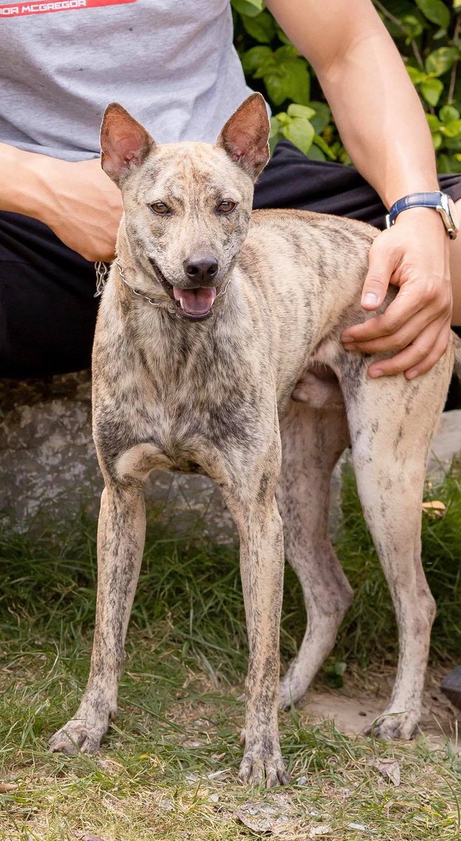 ぱせり 交配相手の雄犬 ベトナムのフーコック犬チャンピオン