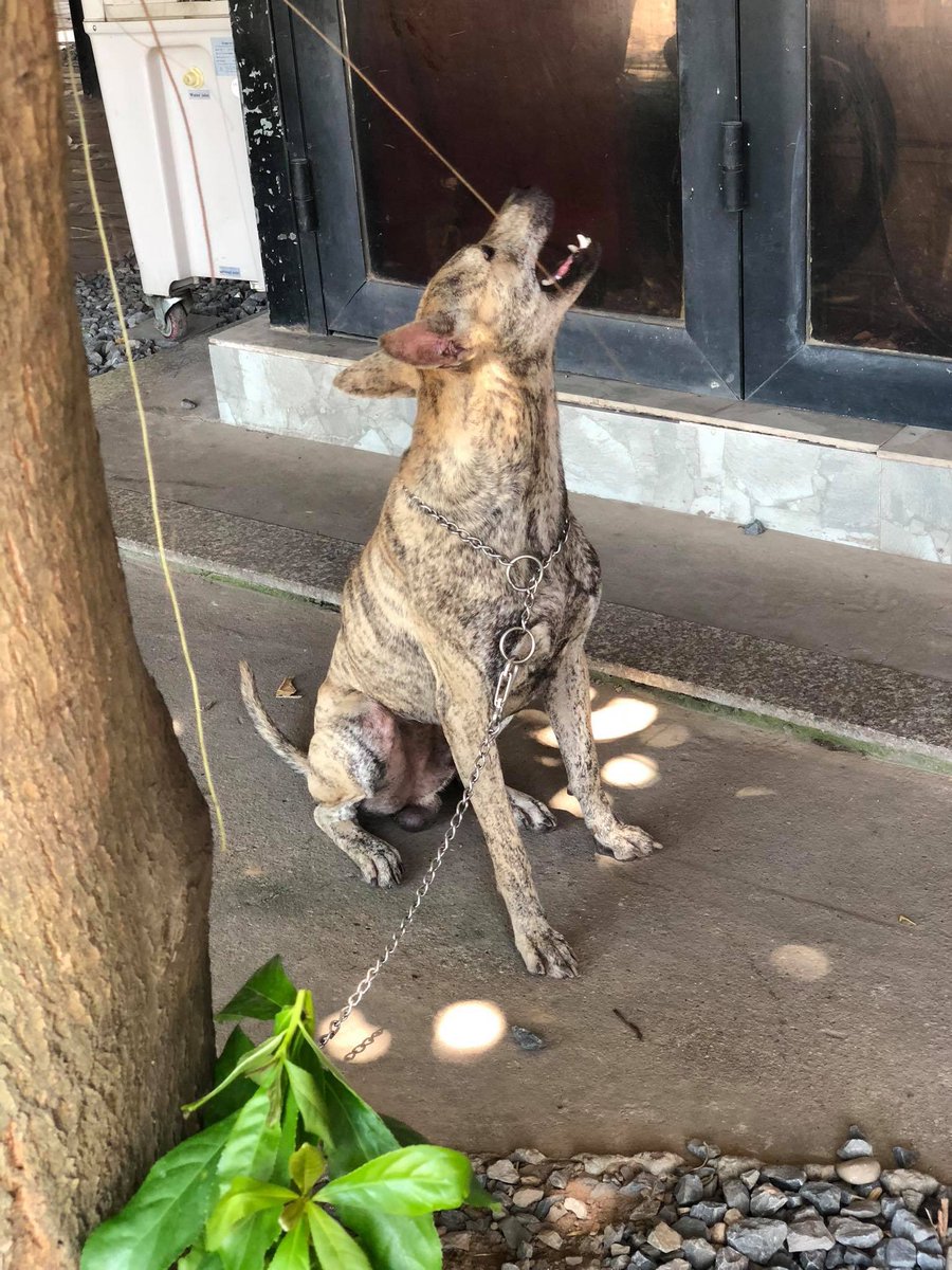 ぱせり 交配相手の雄犬 ベトナムのフーコック犬チャンピオン