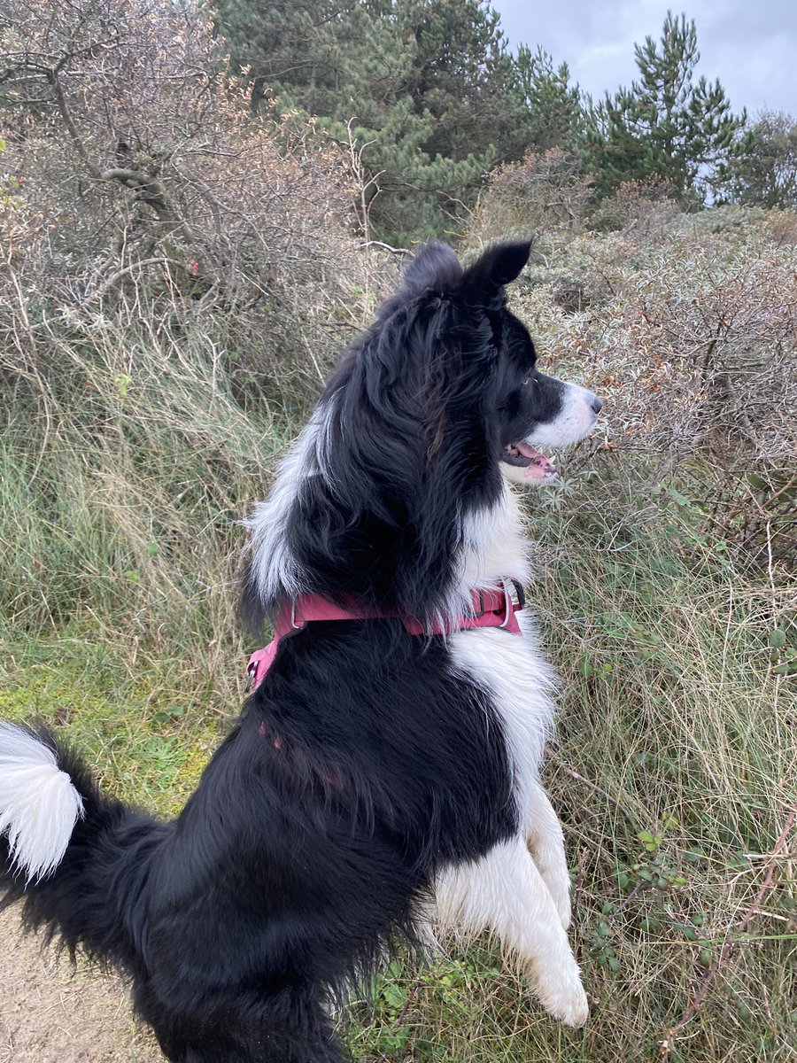 Mollie C tweet media