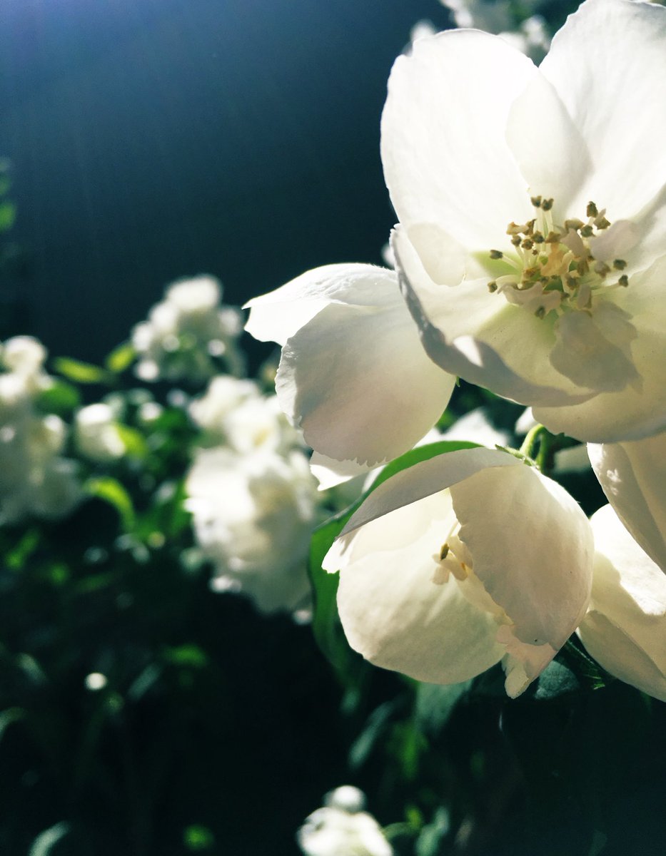 フォッカランド Ftd Dcjp 陽の射す白い花は平和な光景ではありませんか たとえ花言葉を知らなくとも