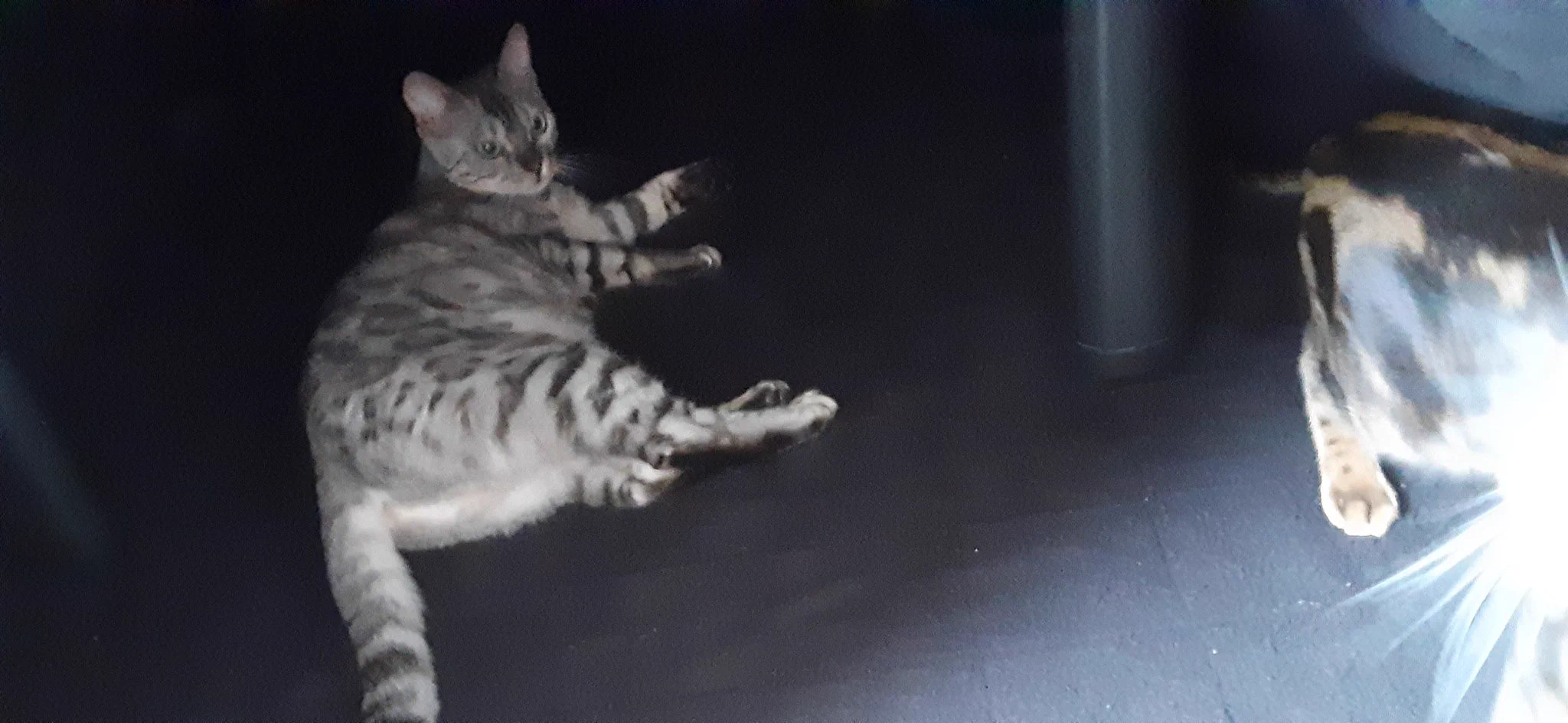 @hidekiccan うちはこたつを出したのですが、あんなにこたつ好きだった猫達が警戒してましたね。思い出したのか改めて好きになったのか分かりませんが、すぐに出たり入ったり出てこなかったりを繰り返す感じになりました。 