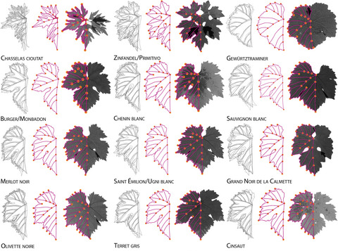 Have you heard of ampelometry? Historically, measures of #grapevine leaves were used to enforce #appellation law. Leaf shape is used to this day to distinguish economically important clones. 🍇🍷

nph.onlinelibrary.wiley.com/doi/10.1002/pp…

#wine <a href="/EndlessForms/">Seana</a> <a href="/HorticultureMSU/">MSU Horticulture</a>