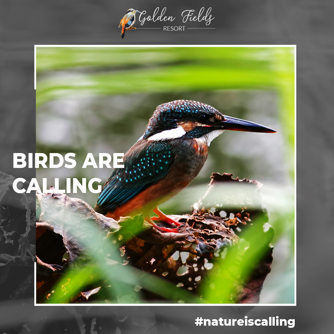 Call of birds, mesmerizing flowers, captivating river, all awaits you at Golden Fields Resort.
#mulshi #pune #resort https://t.co/Yggh6sYikL