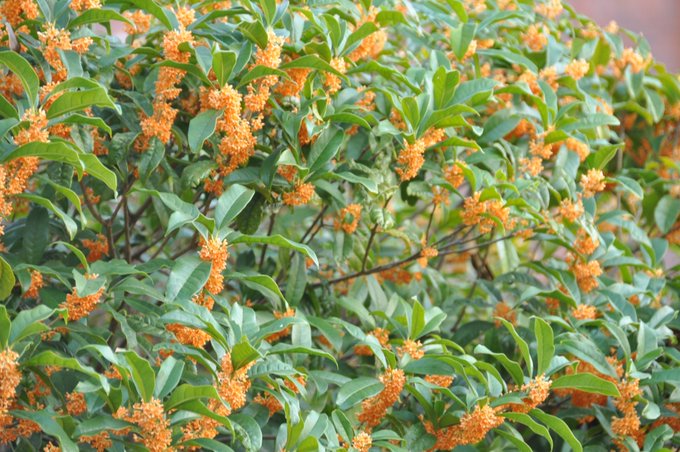 金木犀 高画質 のtwitterイラスト検索結果 古い順 金木犀 高画質 のtwitterイラスト検索結果 古い順